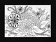 Cabbage Garden