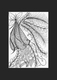 Plumes & Blooms