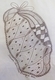 BrownPotato
